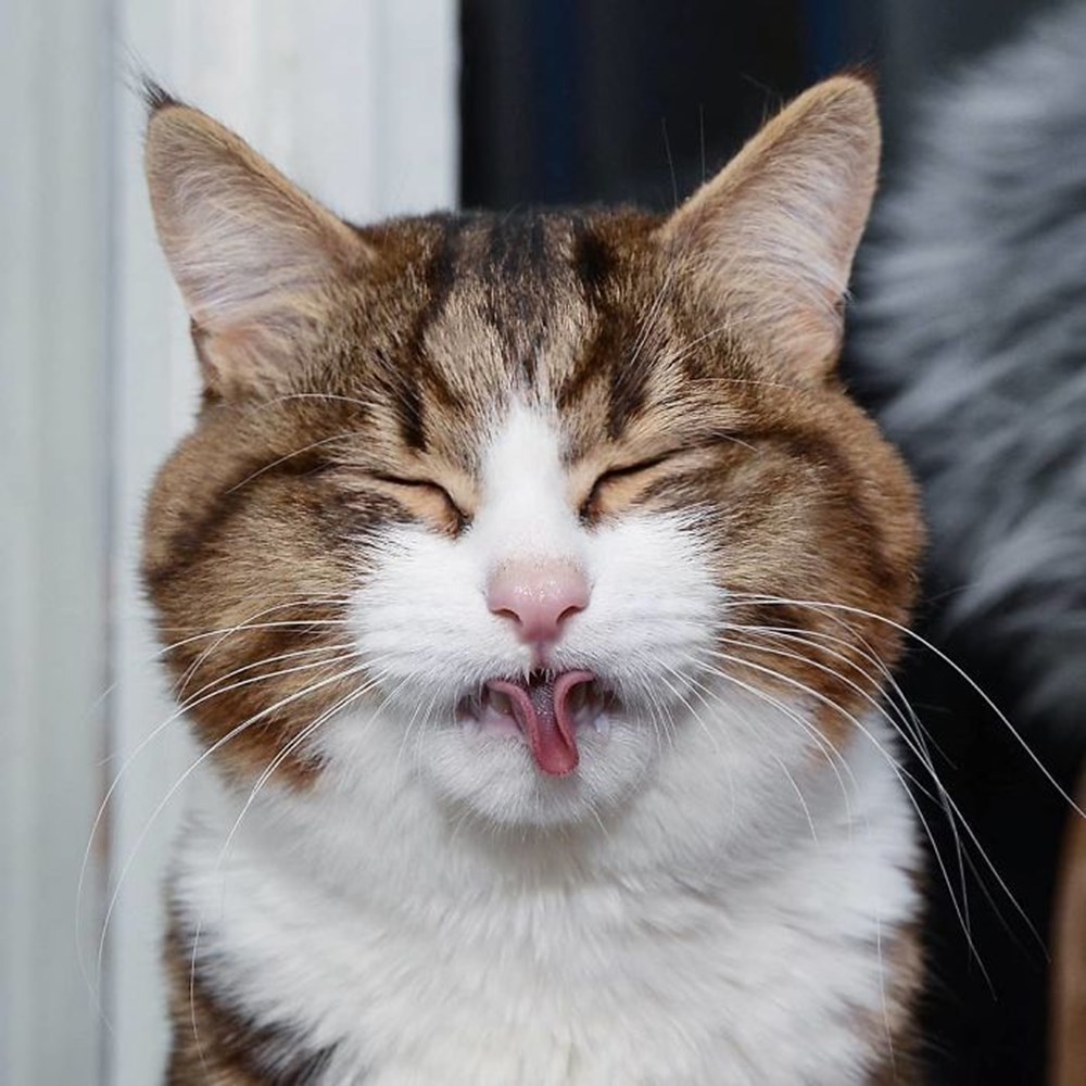 Глупенький кот
