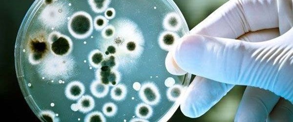 Antibiyotiklere dirençli bakteri tehdidi BM gündeminde
