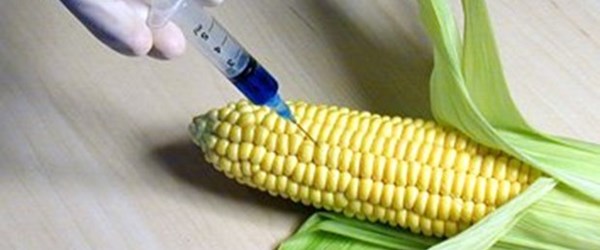 GDO’lu ürünler insan sağlığını nasıl etkiler?