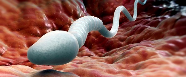 Spermi olmayan erkekte kök hücre umudu