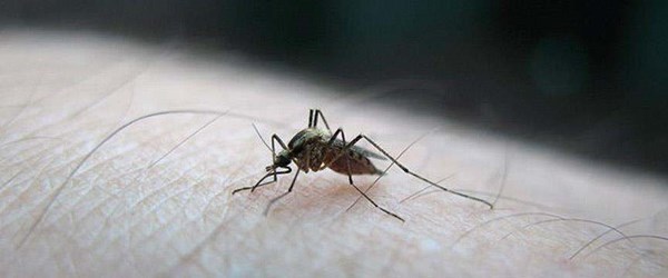 Zika virüsü Singapur'a da yayıldı