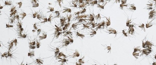Sivrisinekle bulaşan 'zika'ya karşı sivrisinek ordusu