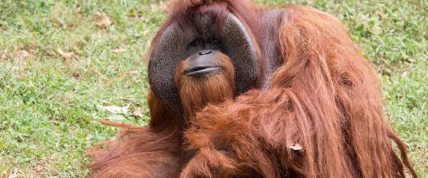 orangutan işaret dili chantek080817.jpg