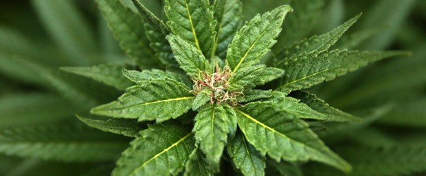 marihuana.jpg