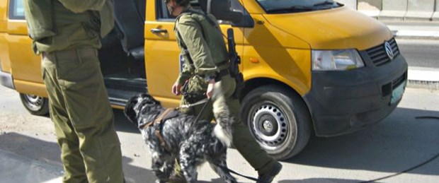 Köpek eğitiminde Filistinli kullanıyorlar