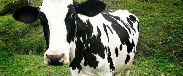 Bakanlığın 'erkek' inekleri doğurdu