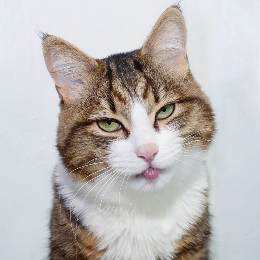 Глупенький кот