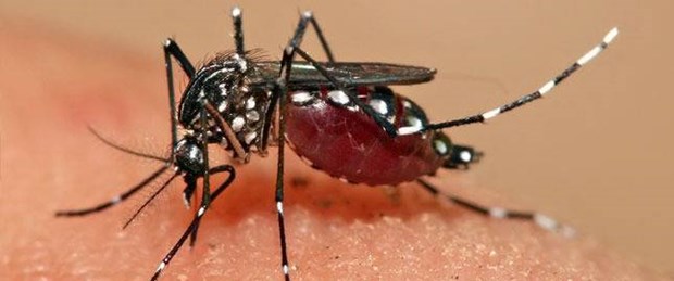 Amerika'da Zika virüsü alarmı.jpg