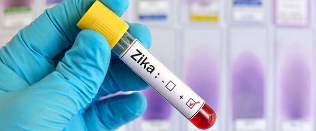 Canlı aşı, fareleri Zika virüsünden tamamen korudu.jpg