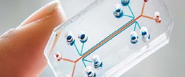 'Çip organlar' gerçek organları taklit edecek.jpg