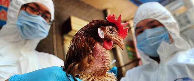 Fransa'da kuş gribi alarmı.jpg