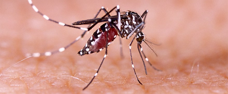 İngiltere alarmda! 53 Zika vakası tespit edildi.jpg