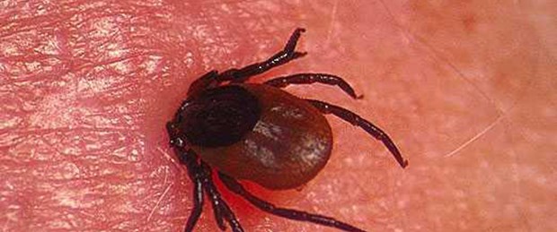 Karadeniz'de kene vakaları azalıyor