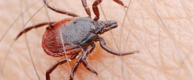 Kırım Kongo Kanamalı Ateşi (KKKA) şüphesiyle tedavi altına alınan hasta ve ölümlü vaka sayısında, son 6 yılın en düşük rakamlarına ulaşıldığı bildirildi..jpg