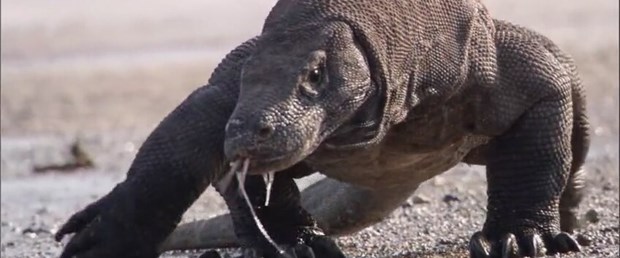 Bakteri direncine karşı komodo ejderi kanı.jpg