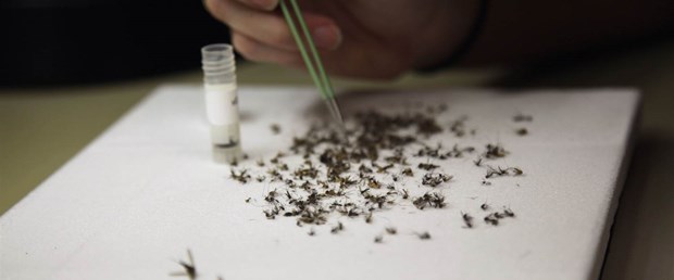 Teksas'ta Zika vakası.jpg