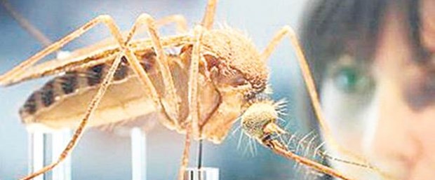 Zika virüsü klonlandı.Jpeg
