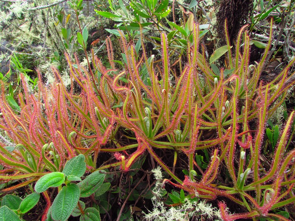 Drosera magnifica türü istilacı bitki Facebook'ta paylaşılan fotoğraflar sayesinde keşfedildi.