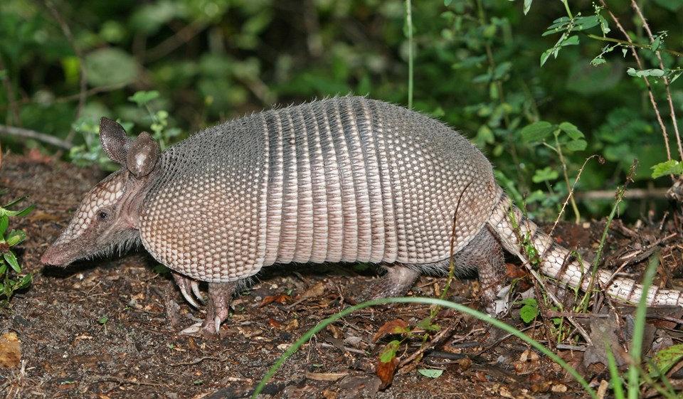 İsmi İspanyolca "zırhlı" anlamına gelen 'Armadillo'lar, karınca yiyerek besleniyor. Armadillo, Brezilya'da düzenlenen 2014 Dünya Kupası'nın da maskotu olmuştu.