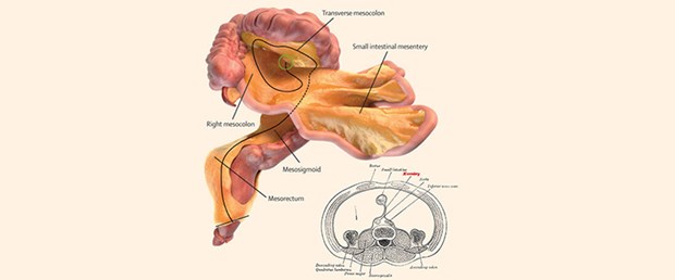 insan-vucudunda-yeni-bir-organ-kesfedildi-mezenter-nedir,ZLlnSLVfQkKXNgDqY54k6A.jpg