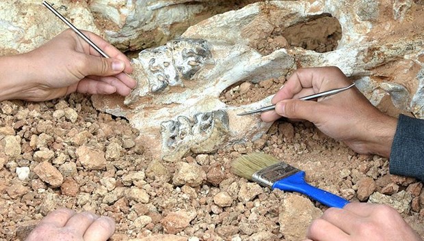 Son Afrika dinozoru’nun fosili bulundu