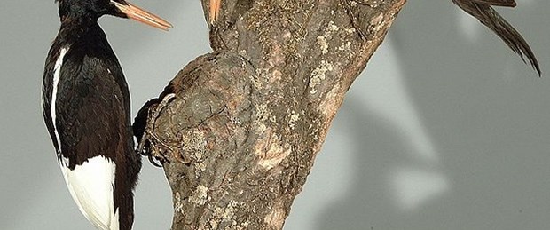 Ağaçkakanların sırrı