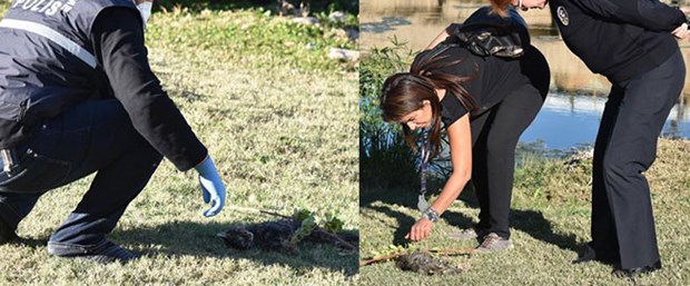 antalya kedi katliam.jpg