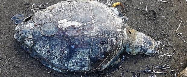 caretta caretta.jpg