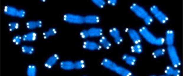DNA içine milyonlarca CD saklanacak
