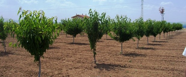 bahçe arşiv.jpg