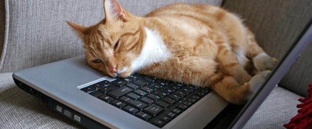 İşbaşında kedi videoları izleyerek zengin oldu