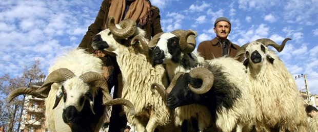 Kurbanlık fiyatları el yakacak!
