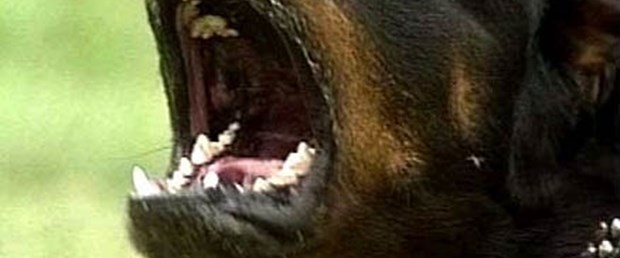 Rottweilerlar kadını ağır yaraladı