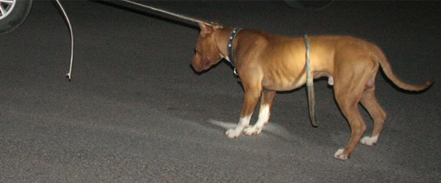 pittbull1.jpg