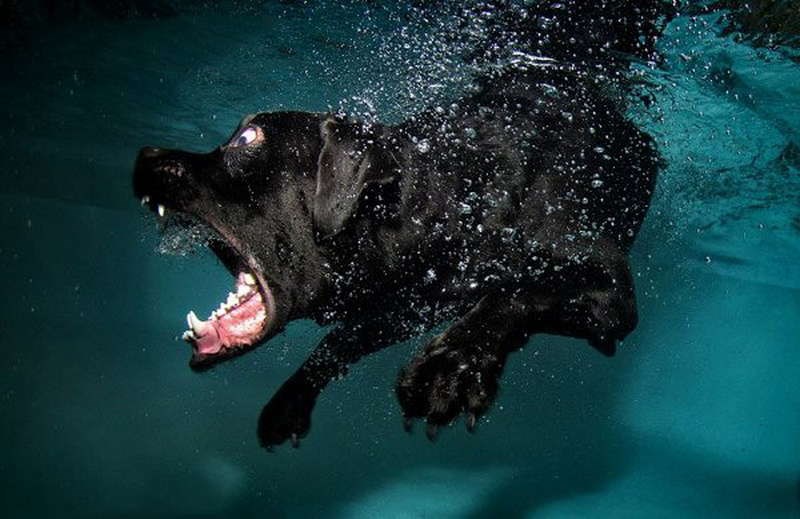 Собака Вода Фото