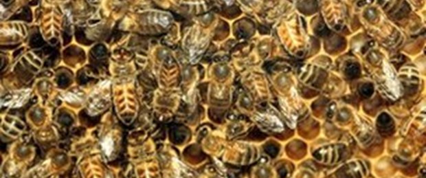 20 milyon arı otoyolu sardı
