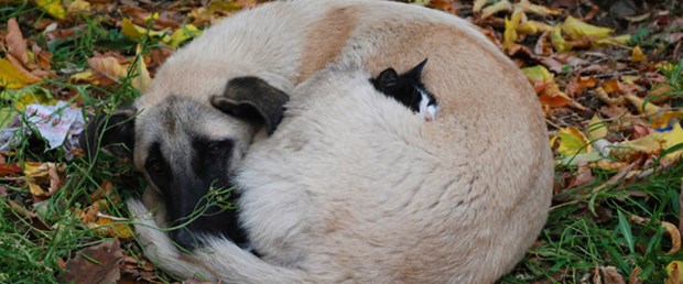 Kedi ile köpeğin sokak kardeşliği!