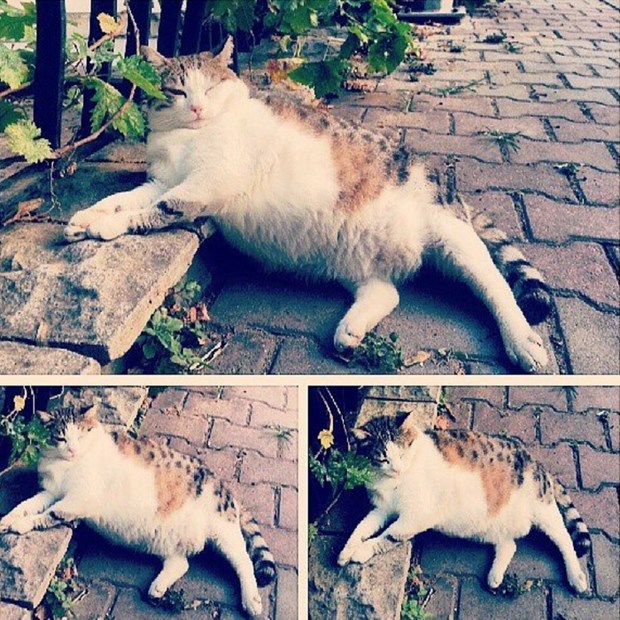 Sosyal medya fenomeni Tombili kedi hayatını kaybetti 1 NTV