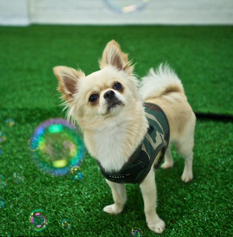 Grup oyun saatinde bir köpek ciğer kokulu baloncuklarla uyarılıyor