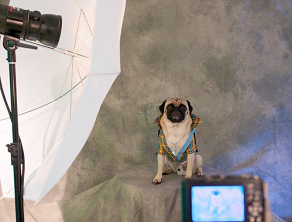Kulüp köpek sahiplerinin köpeklerinin profesyonel fotoğraflarını çektirebilecekleri bir fotoğraf stüdyosu da barındırıyor