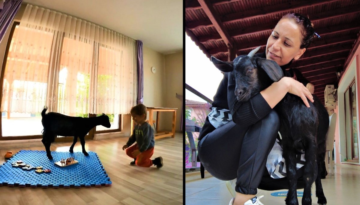 Sınıfta keçi var! ‘Çiçek’ isimli keçinin görevi çok özel