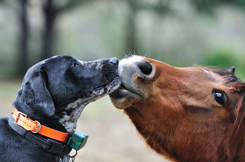 Лучший друг кони. Собаки и лошади картинки. Открытка с днём рождения с лошадью. Лучший друг кони. Кот на лошади.