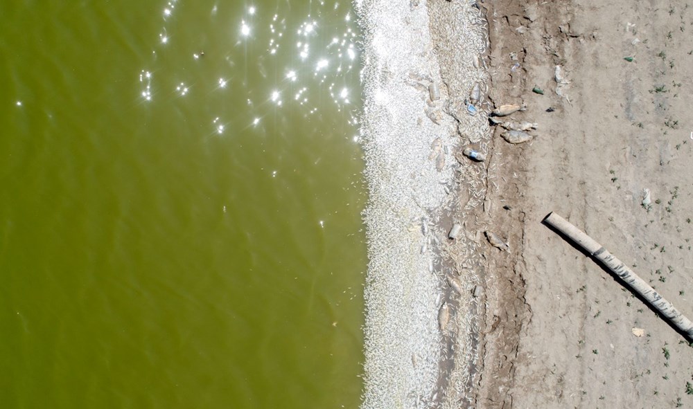May Barajı'nda korkutan görüntü: Sular çekildi, binlerce balık telef oldu - 9