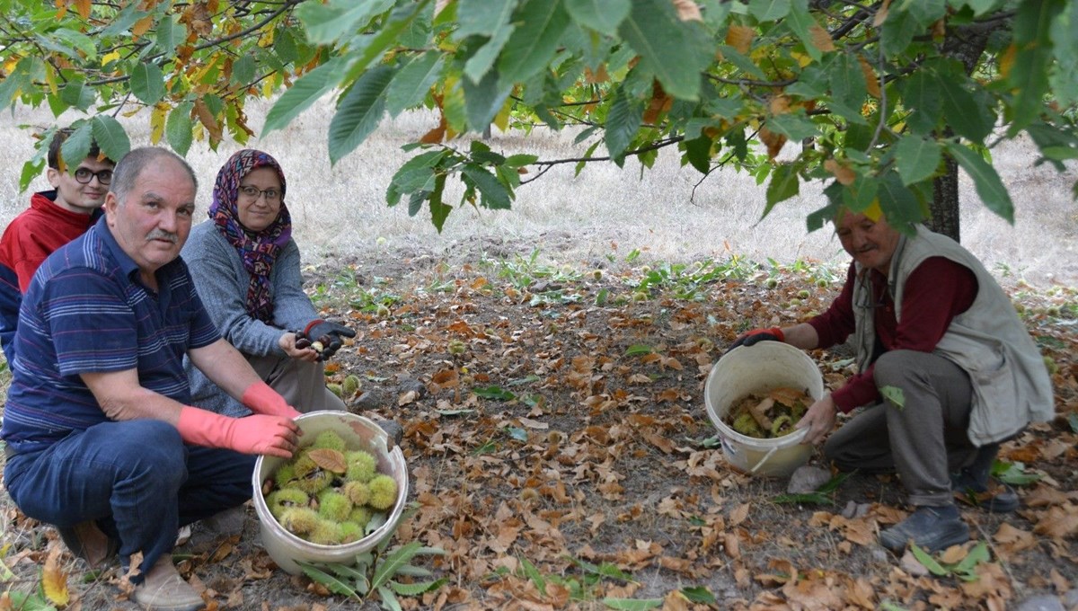 Balıkesir’de kestane hasadı başladı Balıkesir’de kestane hasadı başladı