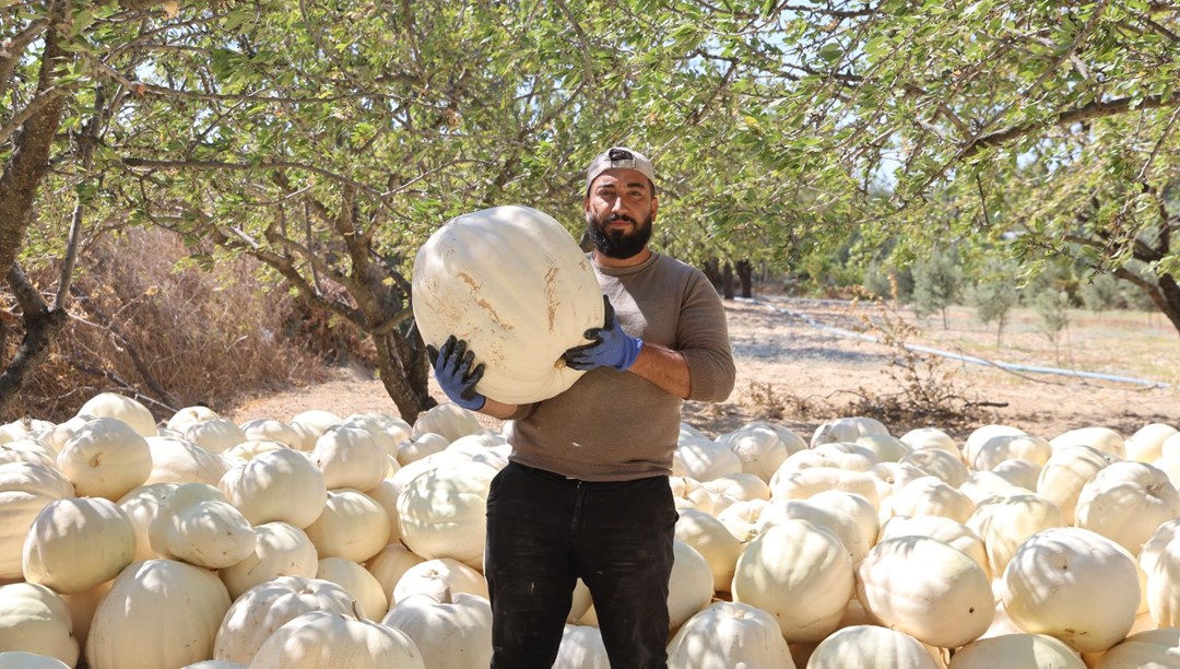 Tescilli kabakta hasat başladı