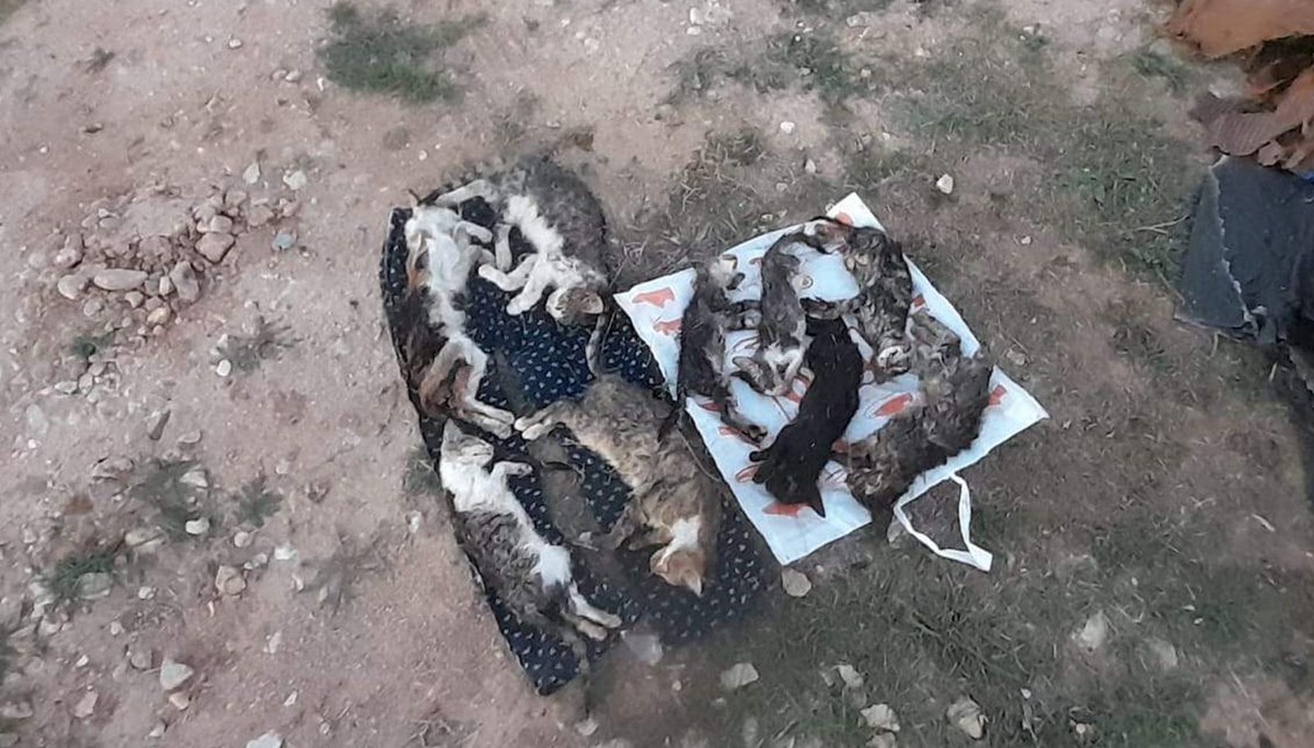 Kırklareli'nde barınakta 17 kedi ve köpek öldü: Adli ve idari soruşturma başlatıldı Kırklareli'nde barınakta 17 kedi ve köpek öldü: Adli ve idari soruşturma başlatıldı