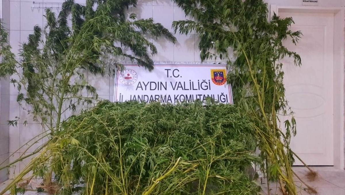 Dere kenarında 167 kök hint keneviri bitkisi ele geçirildi Dere kenarında 167 kök hint keneviri bitkisi ele geçirildi