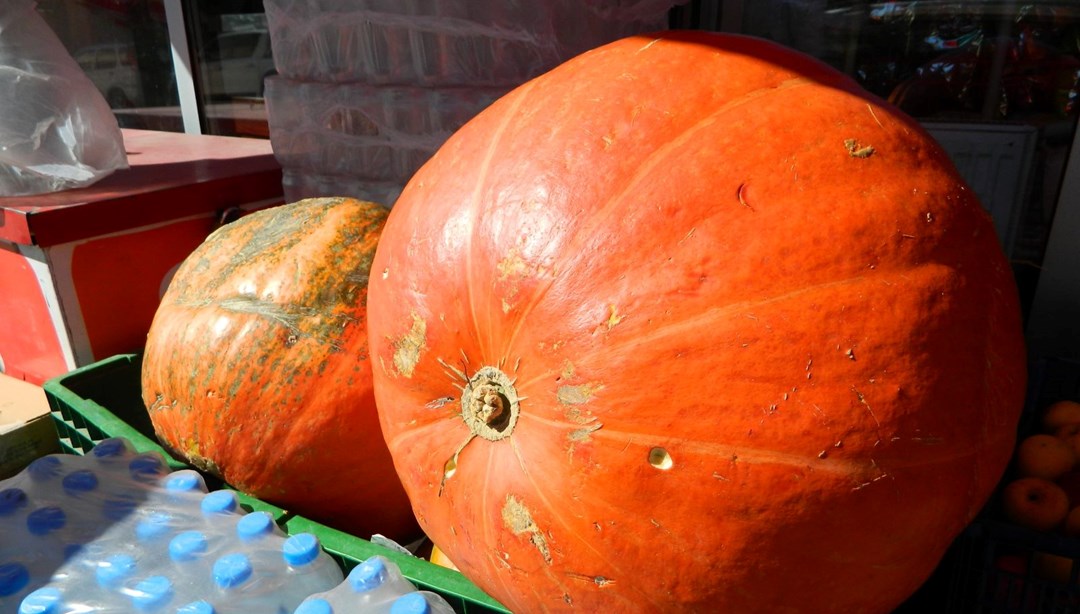 36 kilogramlık kabak görenleri şaşırtıyor