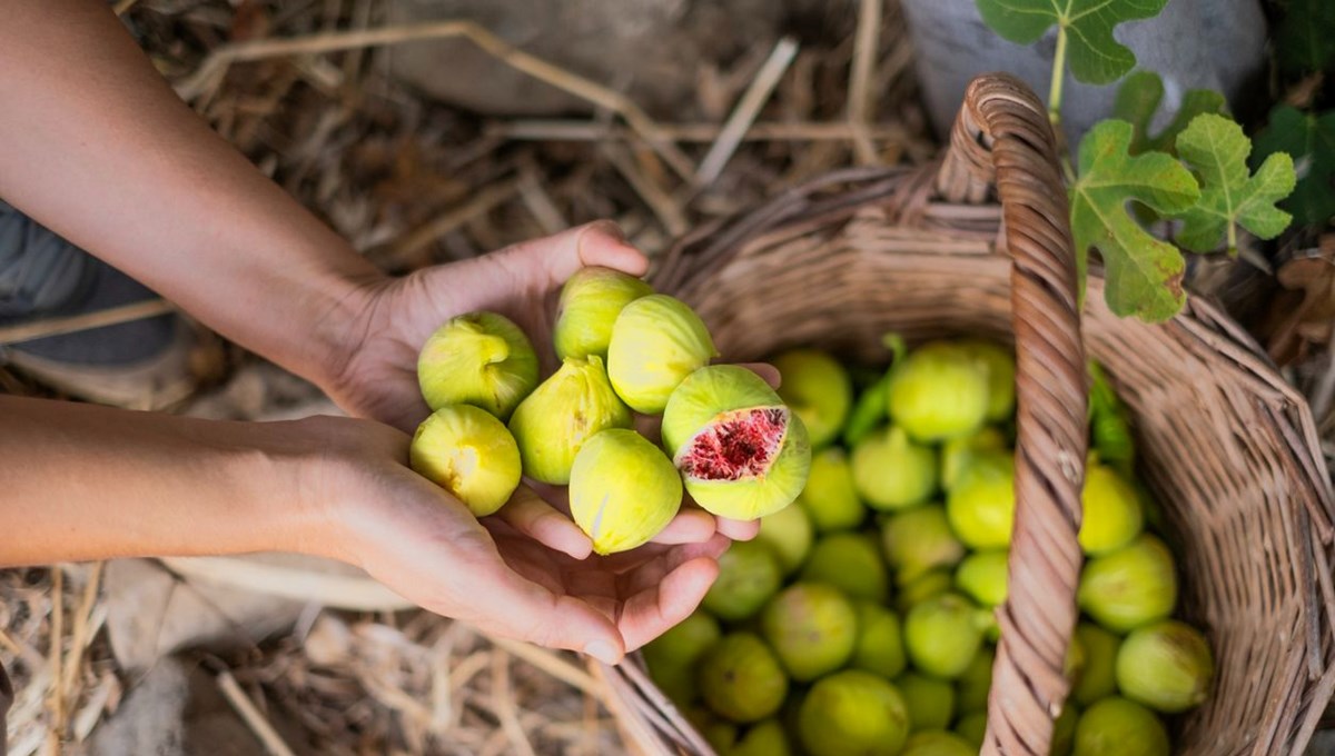 Her gün 1 incir yemenin vücuda etkisi: 7 muhteşem nedeni var