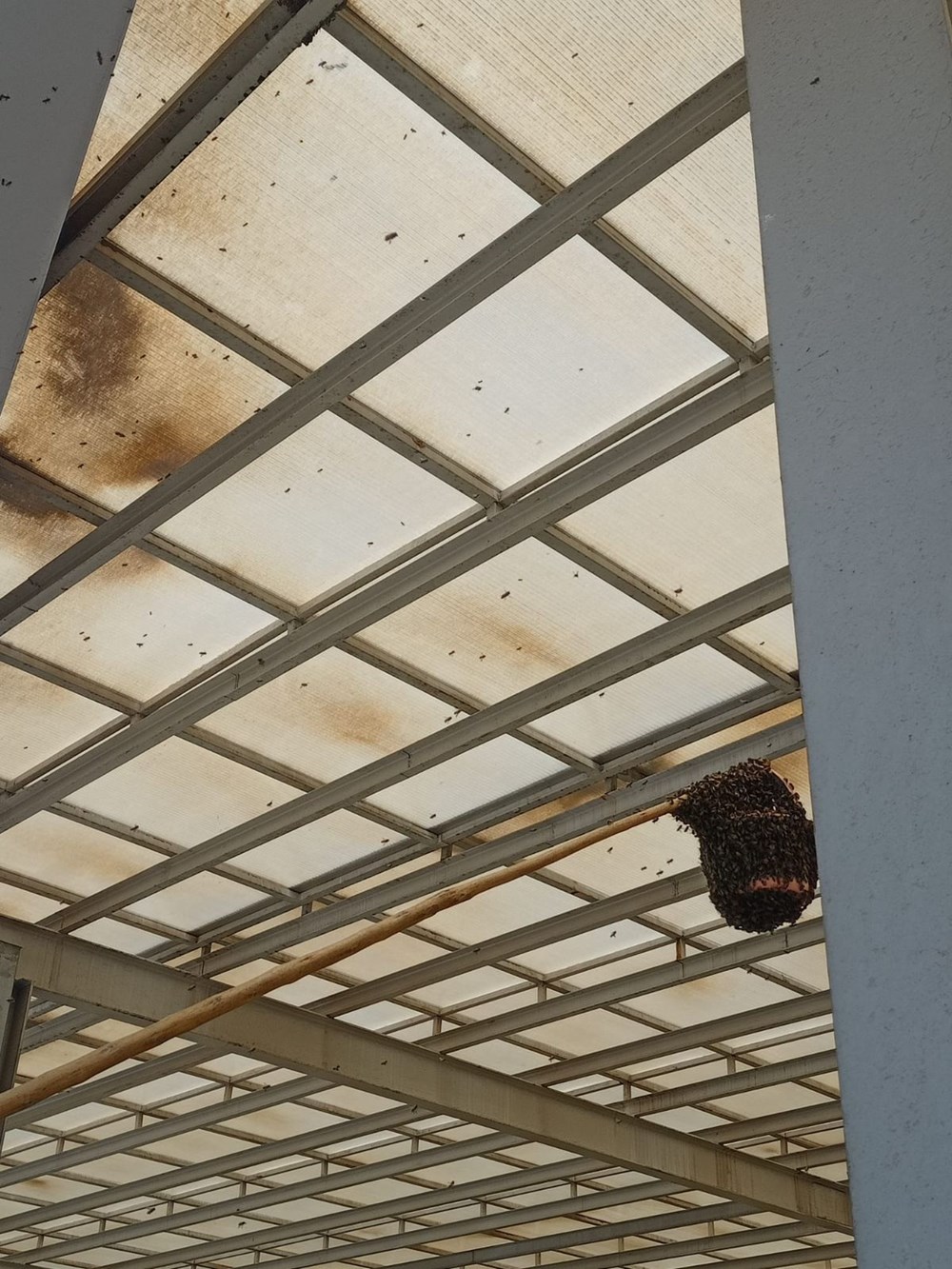 Hastanede panik: Acil servisi arılar bastı - 4